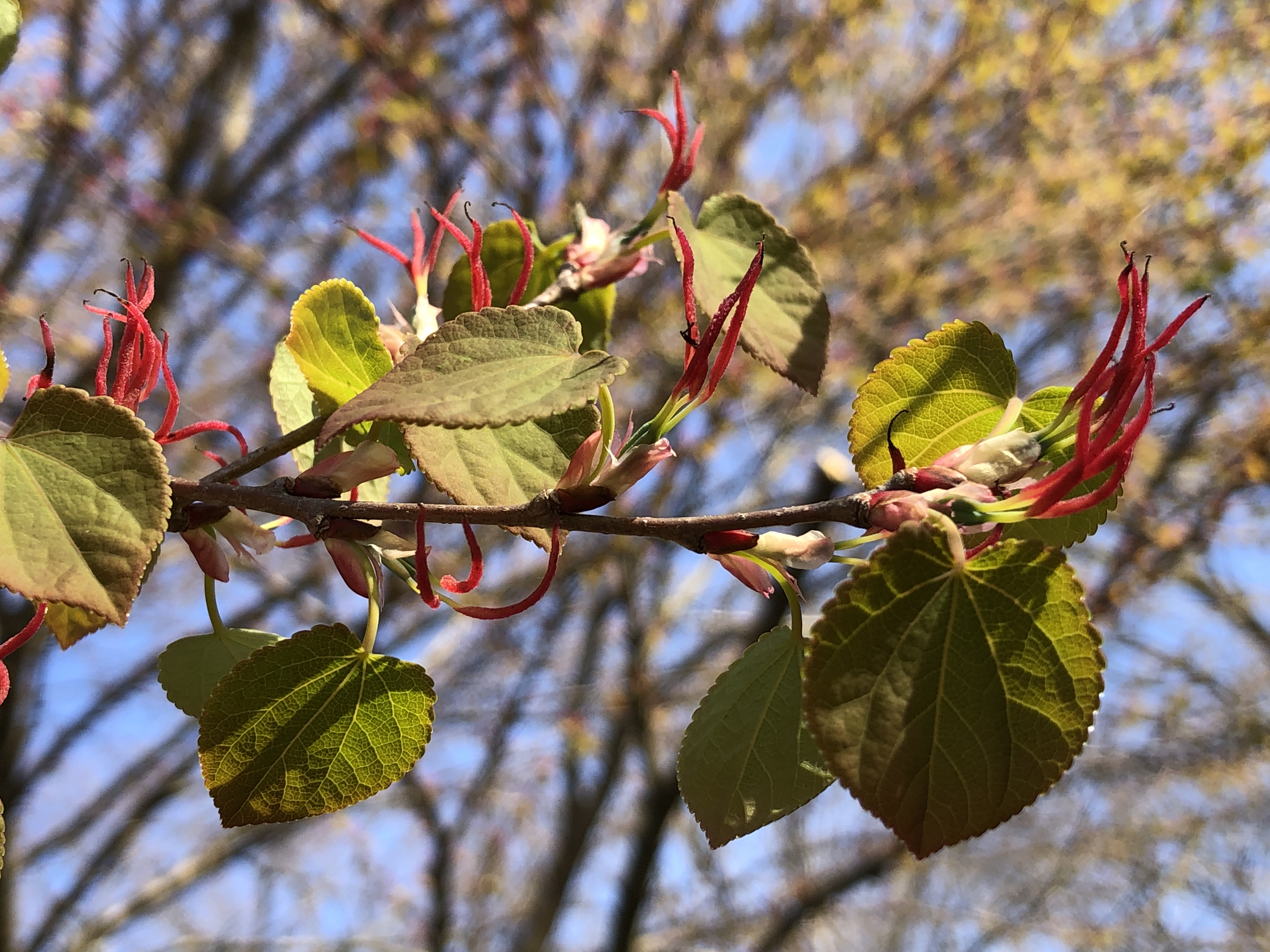Cercidiphyllum japonicum