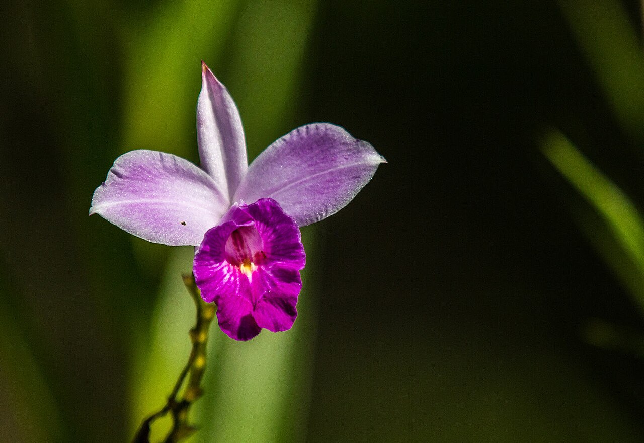 Arundina graminifolia