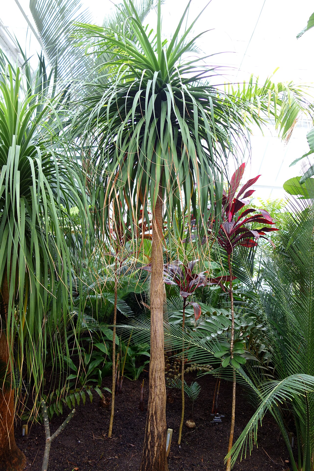 Beaucarnea guatemalensis