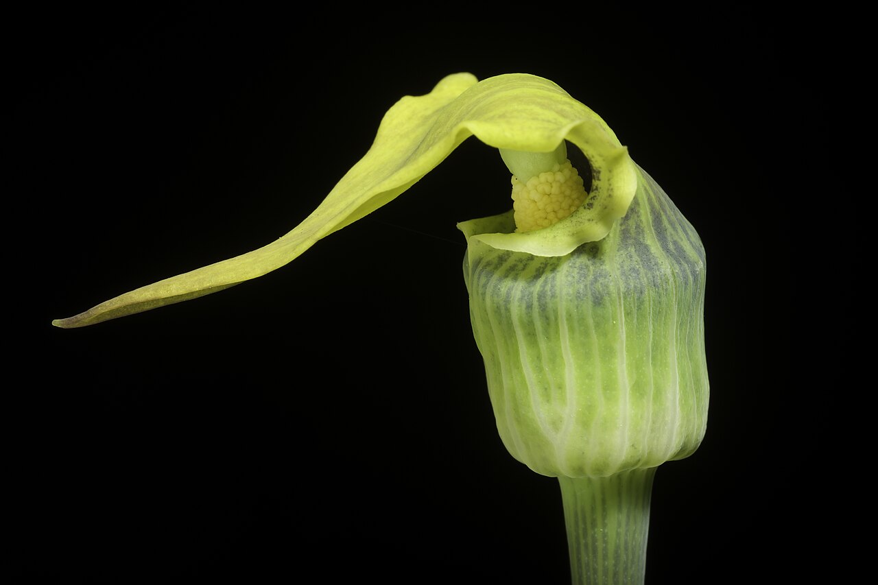 Arisaema flavum
