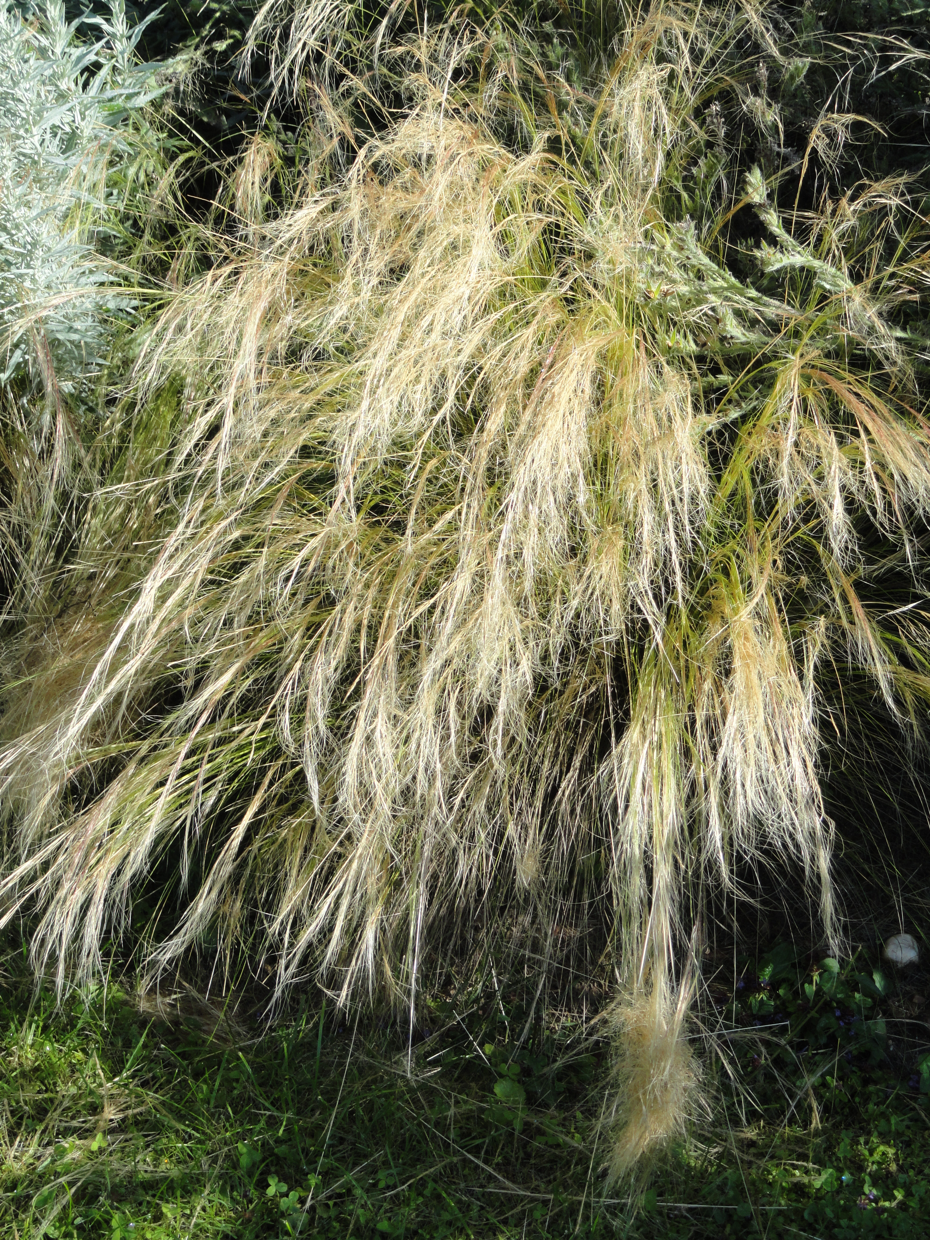 Stipa tenuissima Pony Tails