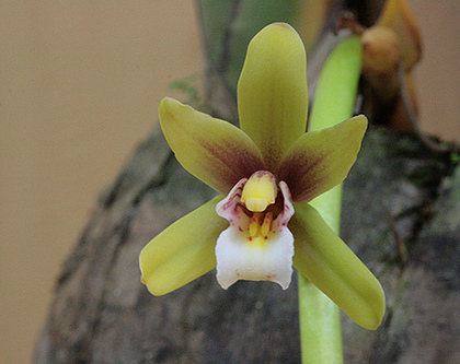 Cymbidium finlaysonianum