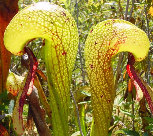 Darlingtonia californica Sandlake