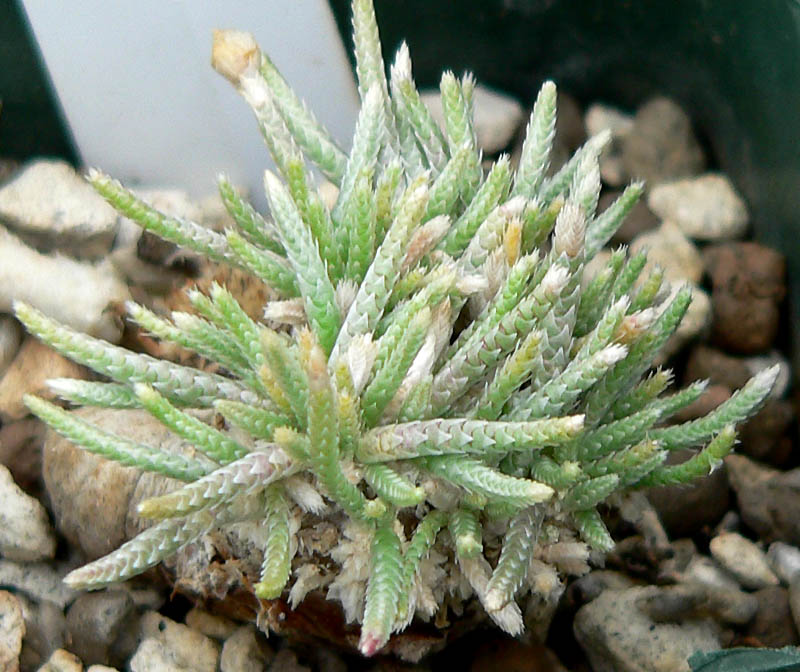 Anacampseros quinaria