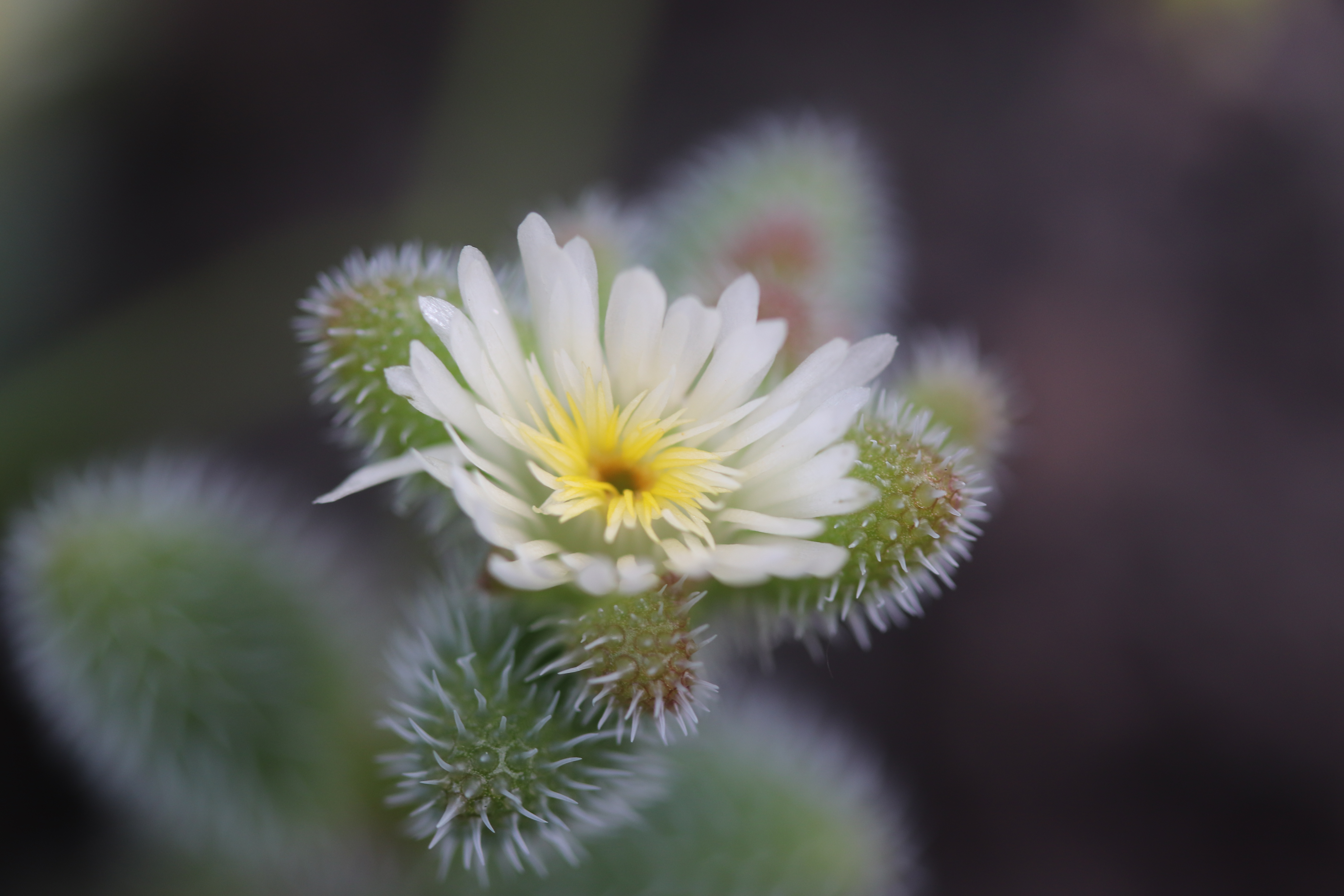 Corpuscularia lehmannii