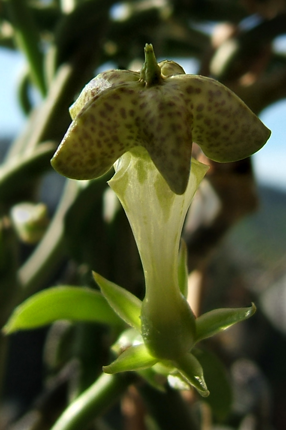 Ceropegia sandersonii