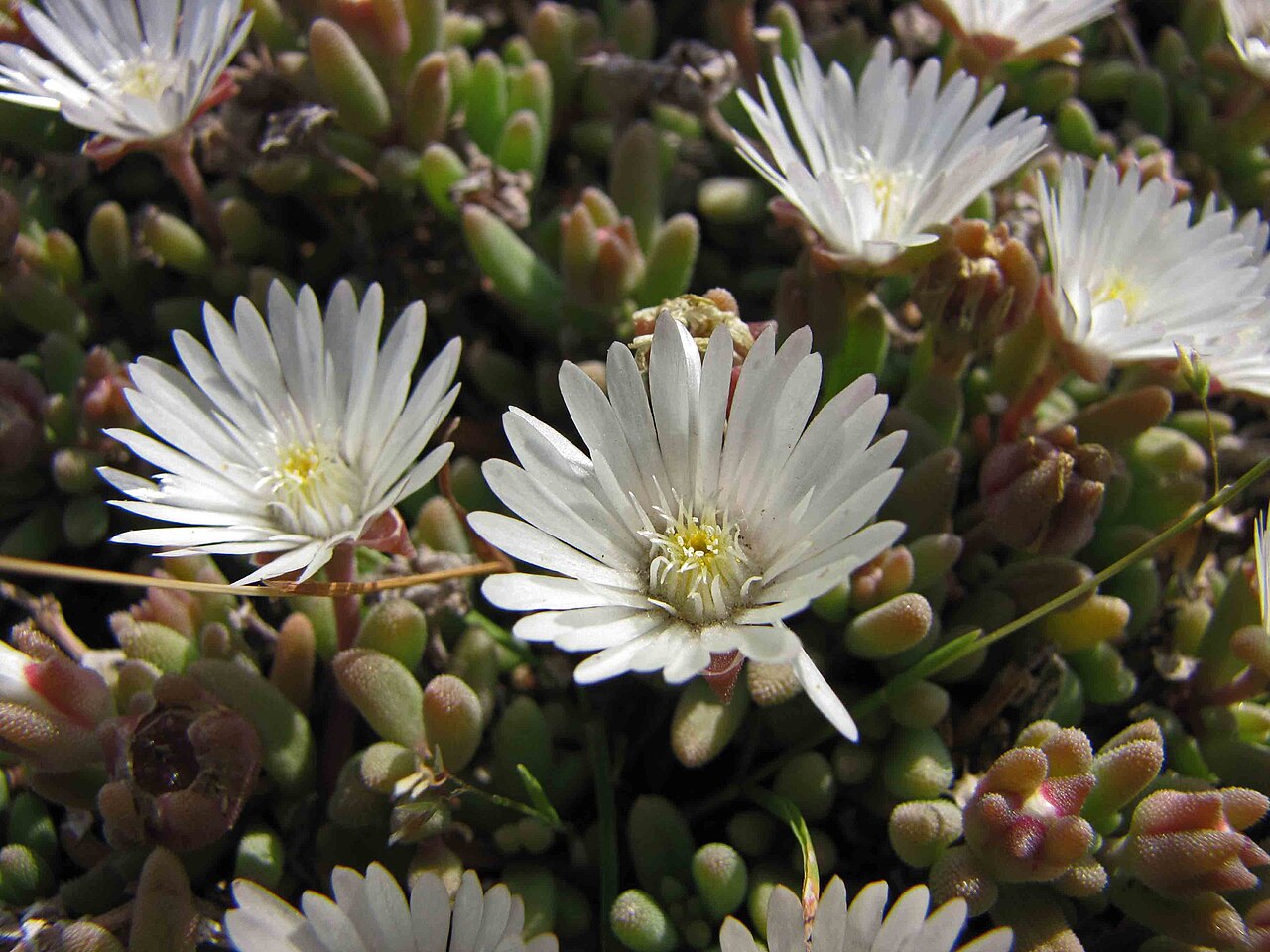 Delosperma karrooicum