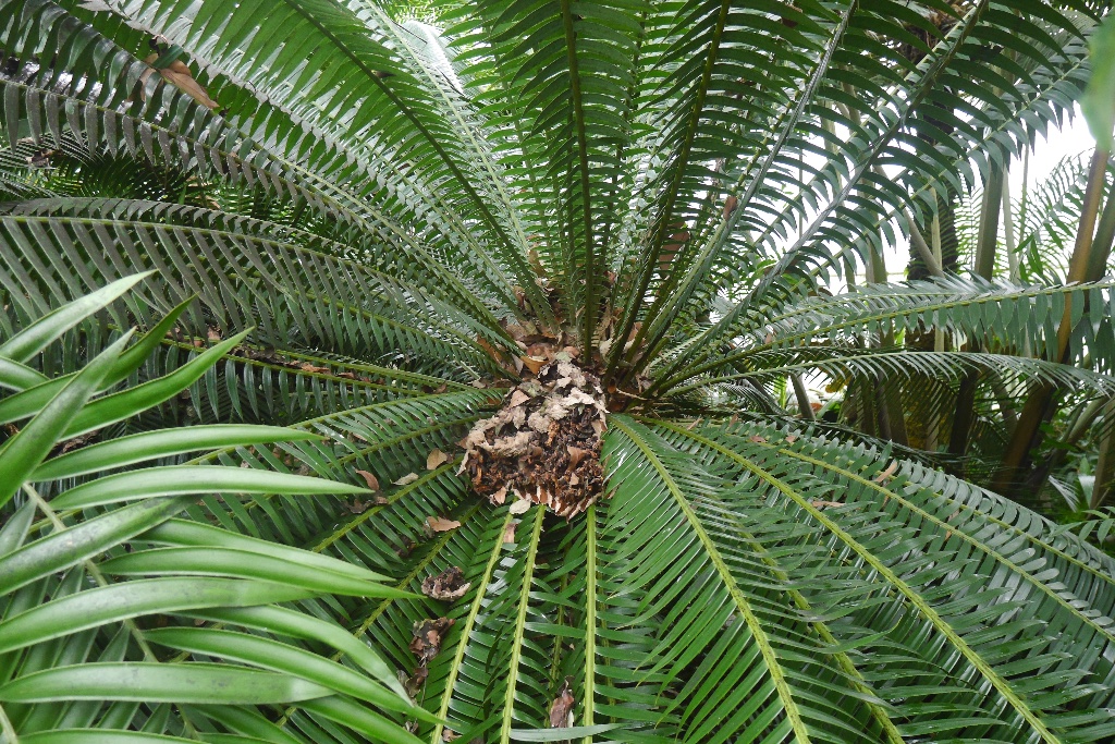 Cycas circinalis