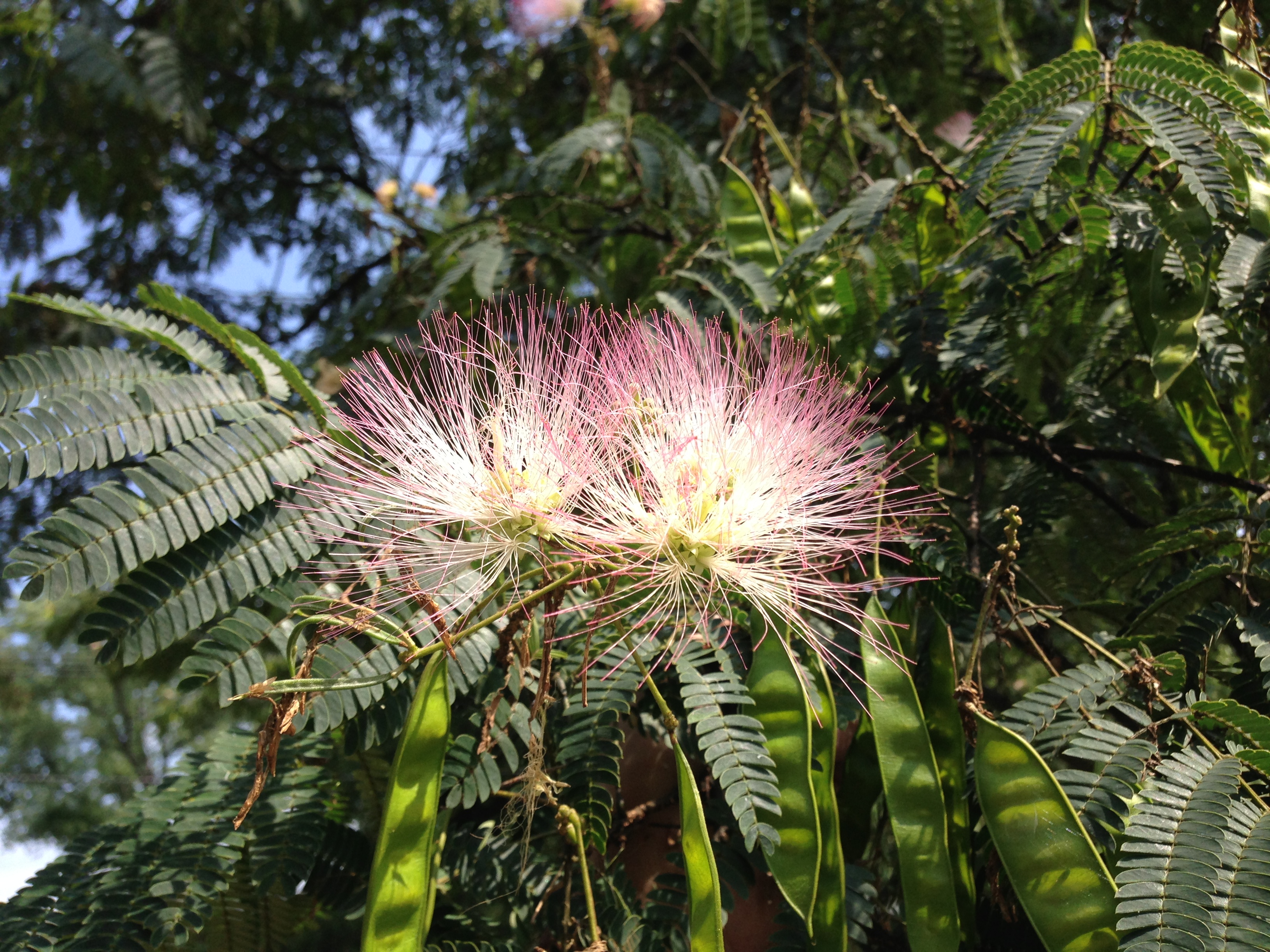 Albizia julibrissin