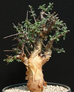 Commiphora sp Langobaya Hills
