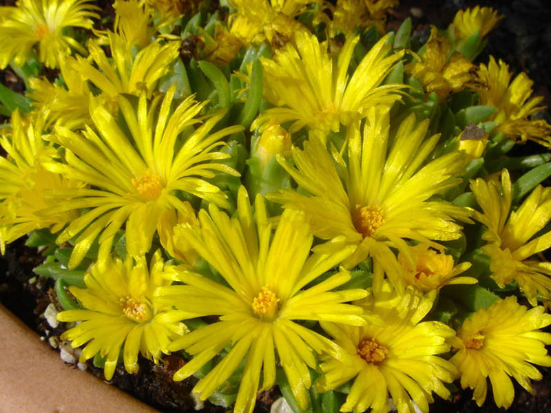 Delosperma basuticum