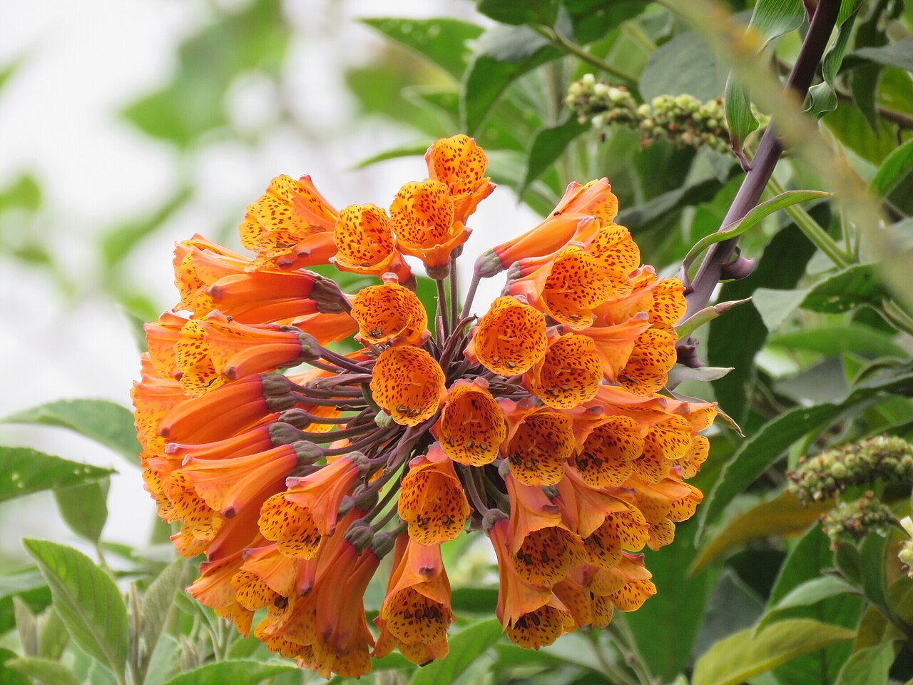 Bomarea multiflora