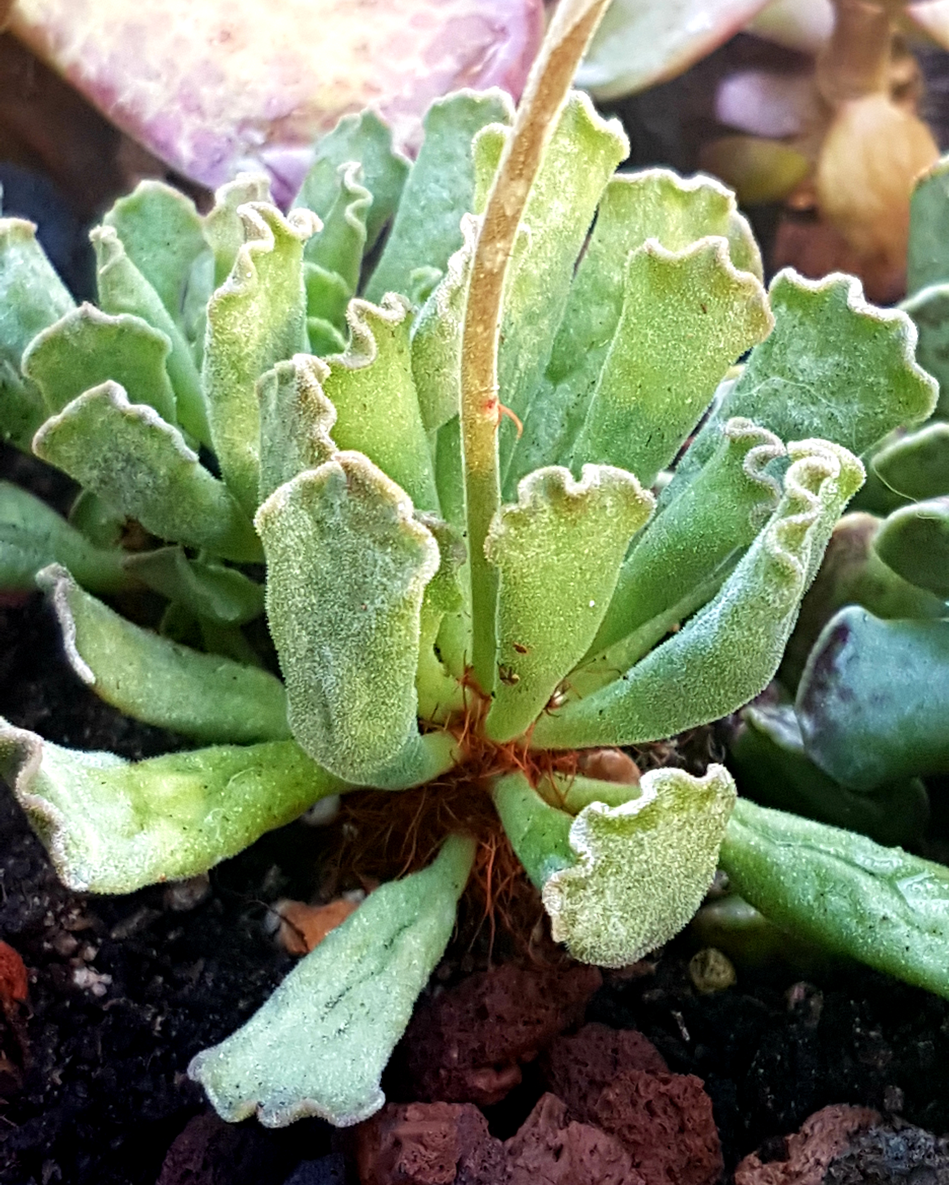 Adromischus cristatus