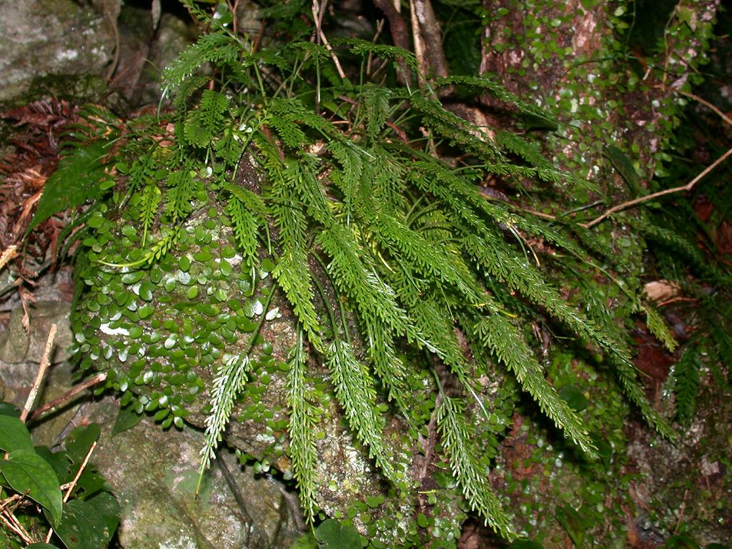 Asplenium prolongatum