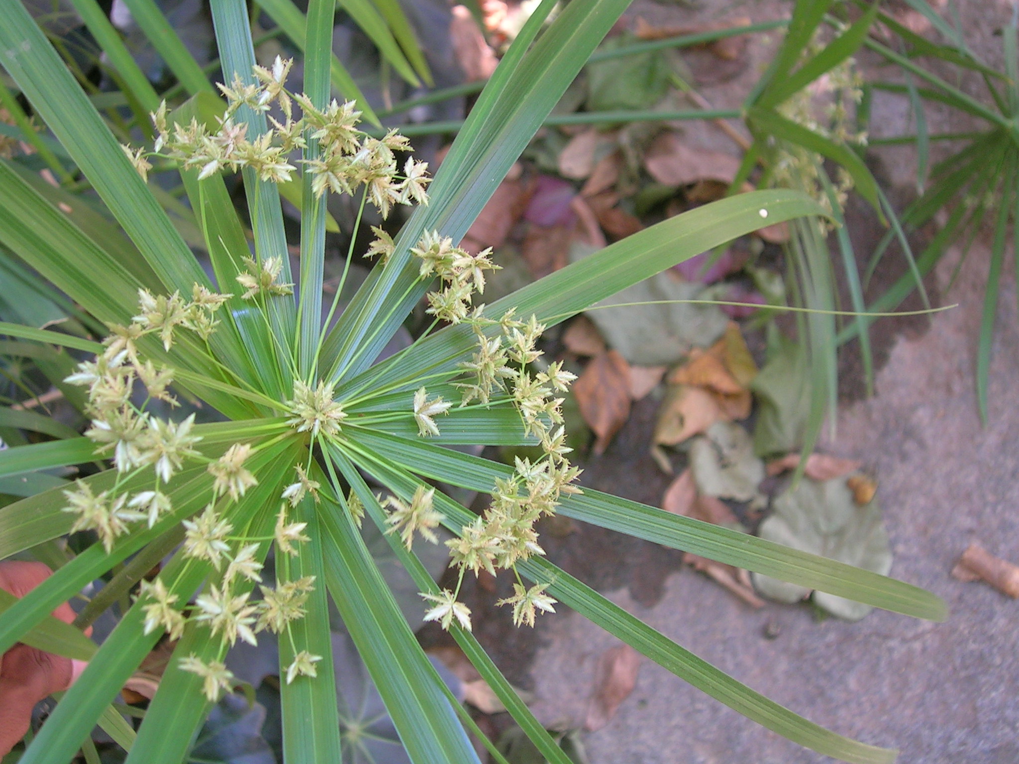Cyperus alternifolius Umbrella Plant