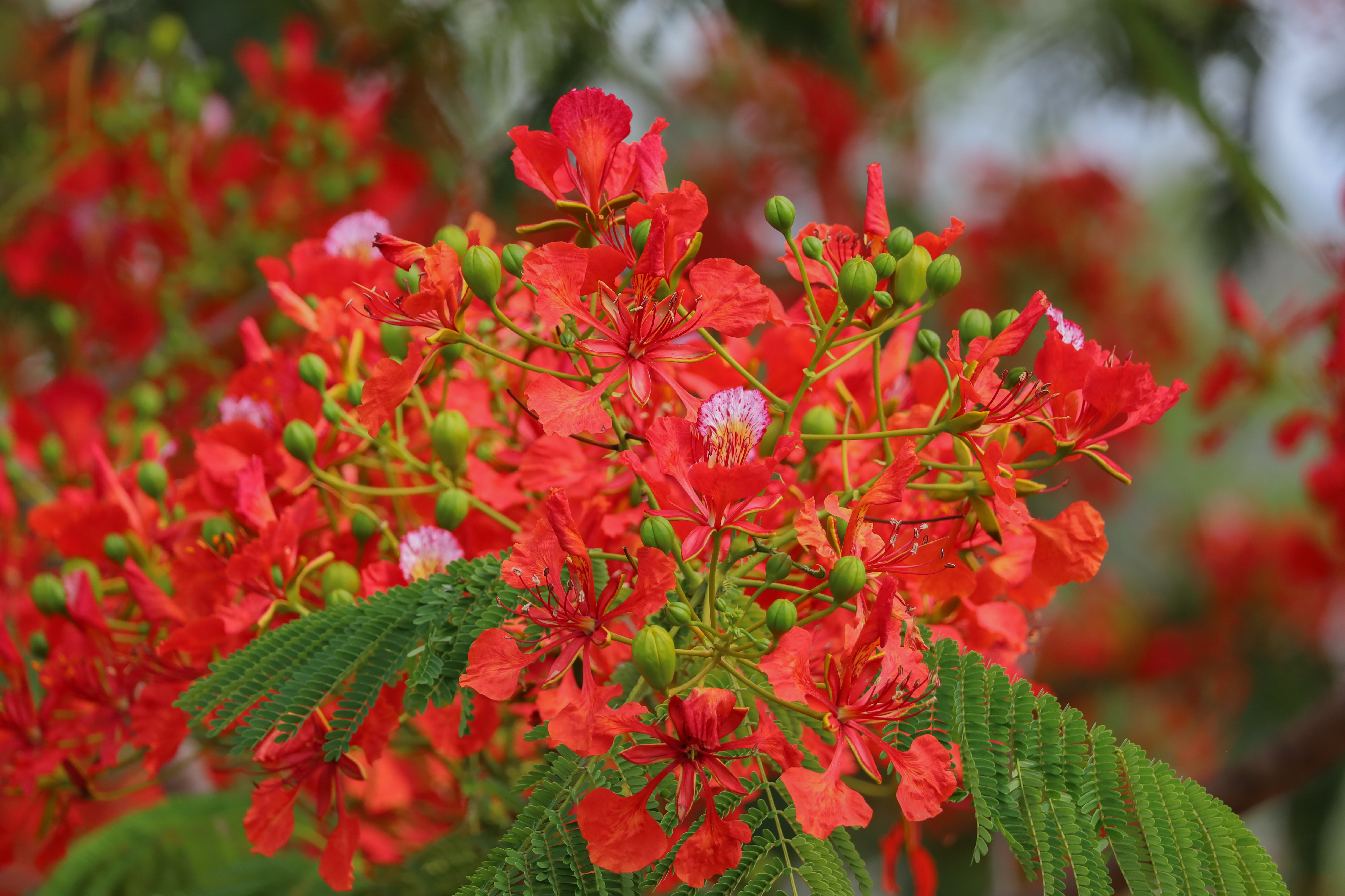Delonix regia