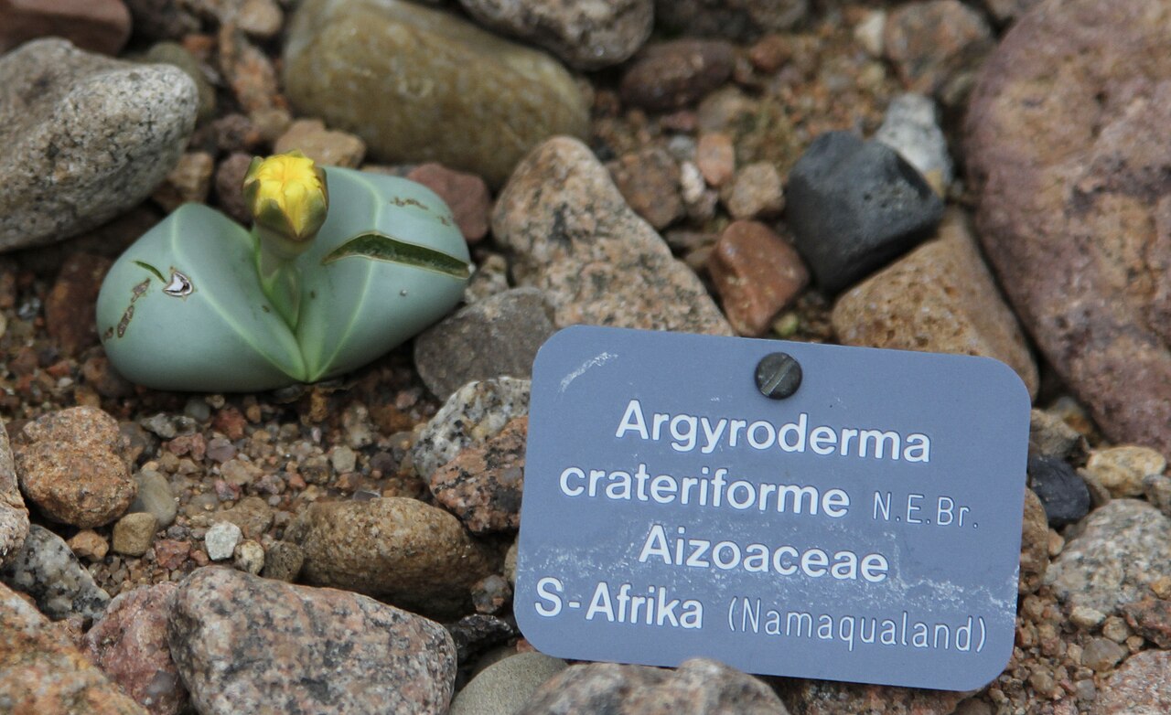 Argyroderma crateriforme