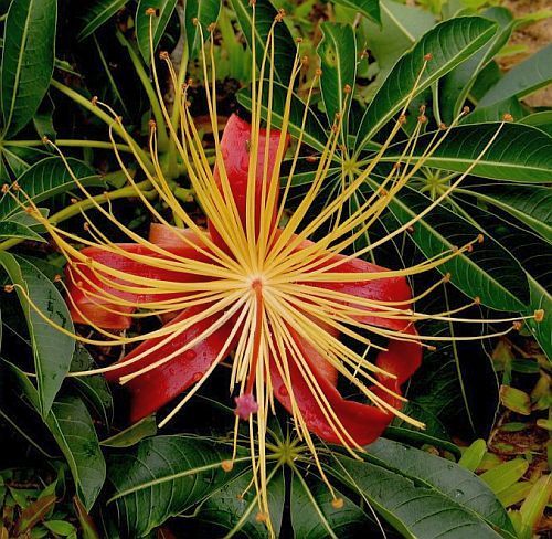Adansonia madagascariensis