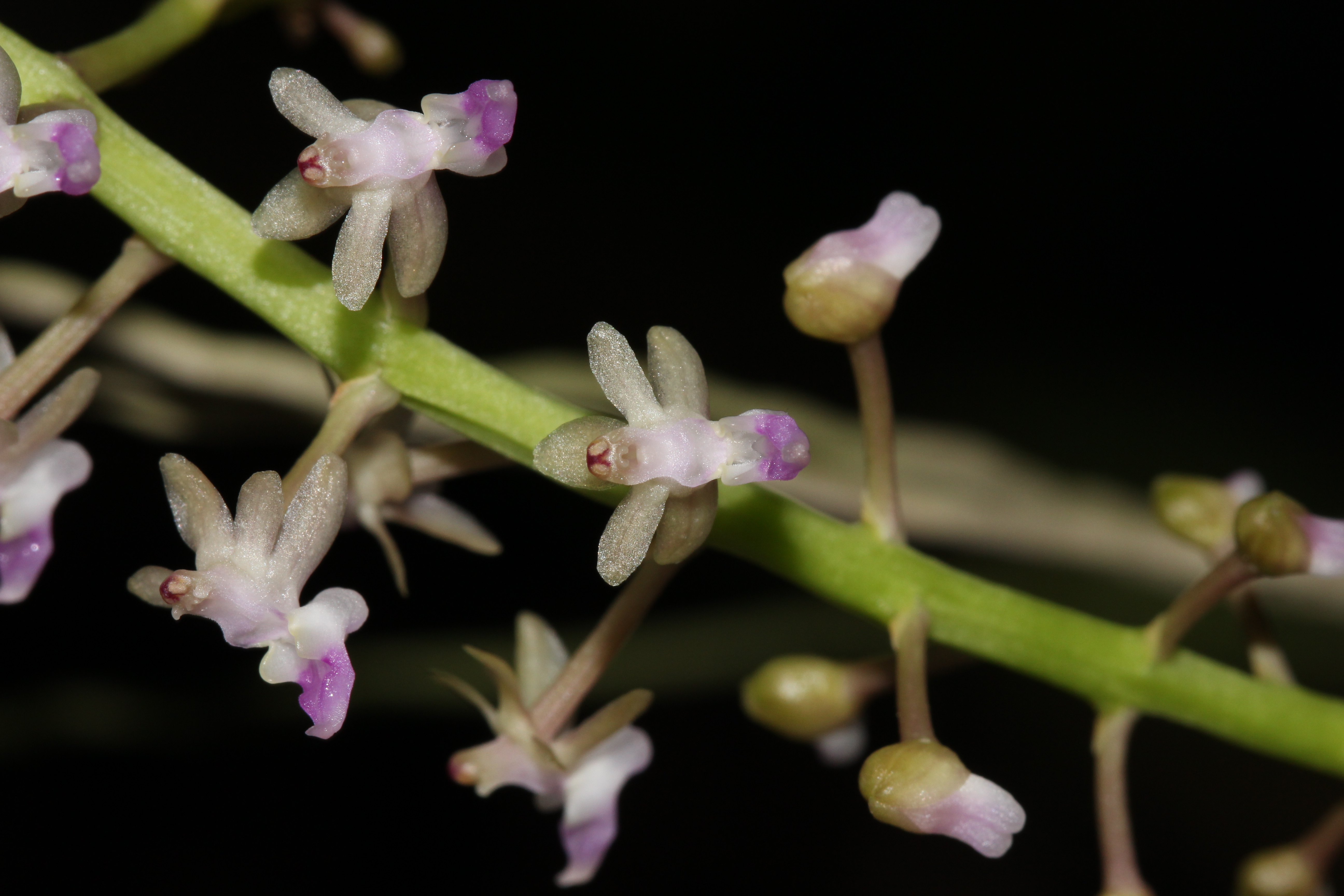 Cleisostoma arietinum