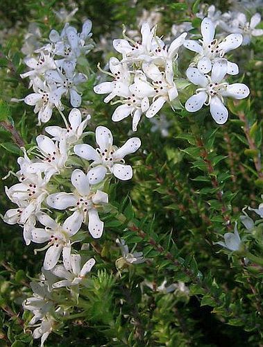 Agathosma gonaquensis