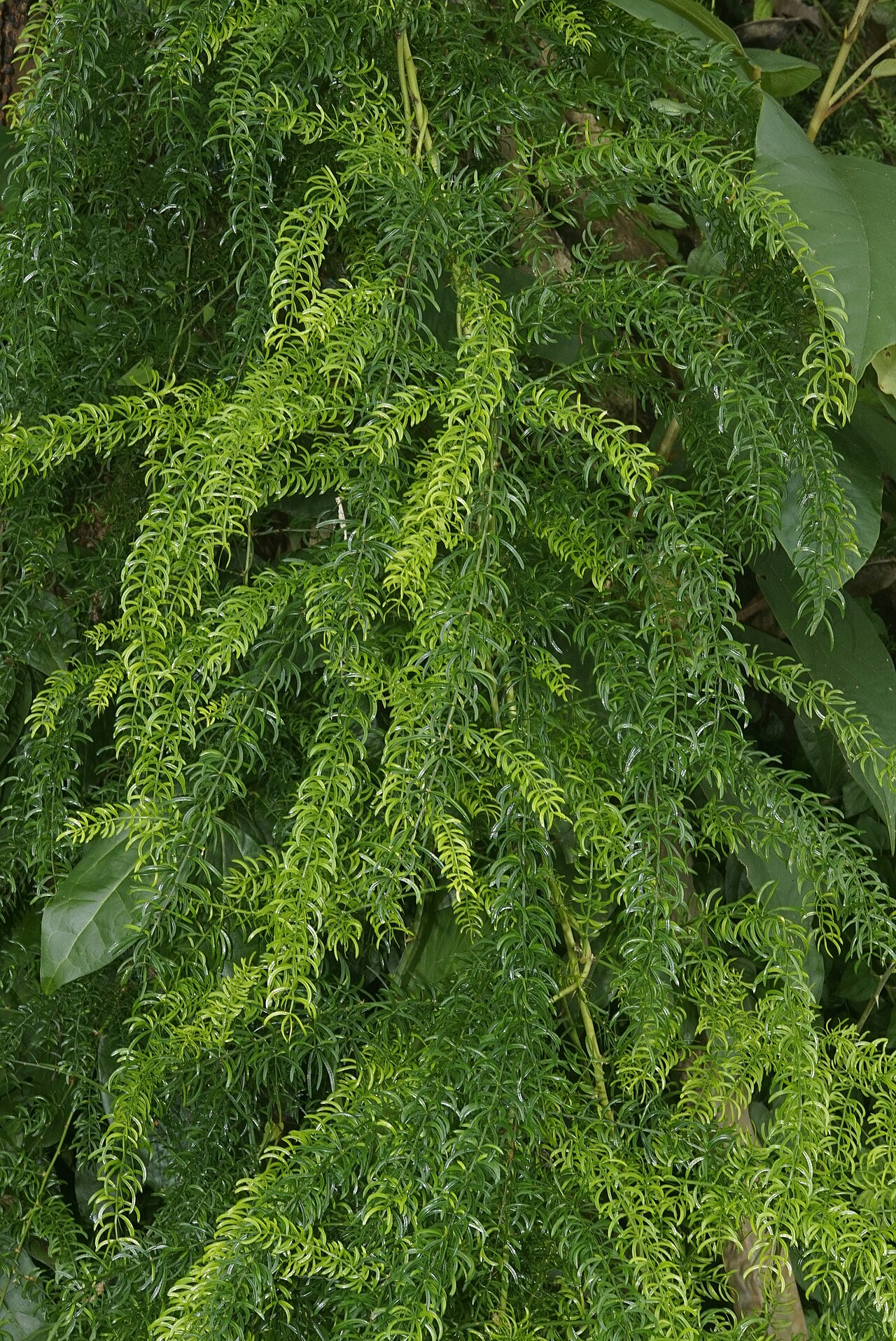 Asparagus racemosus