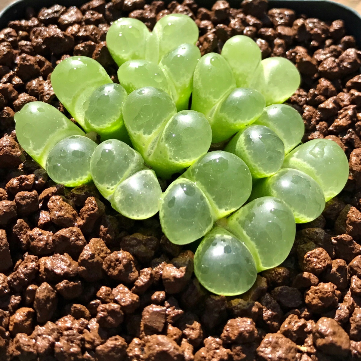 Conophytum limpidum