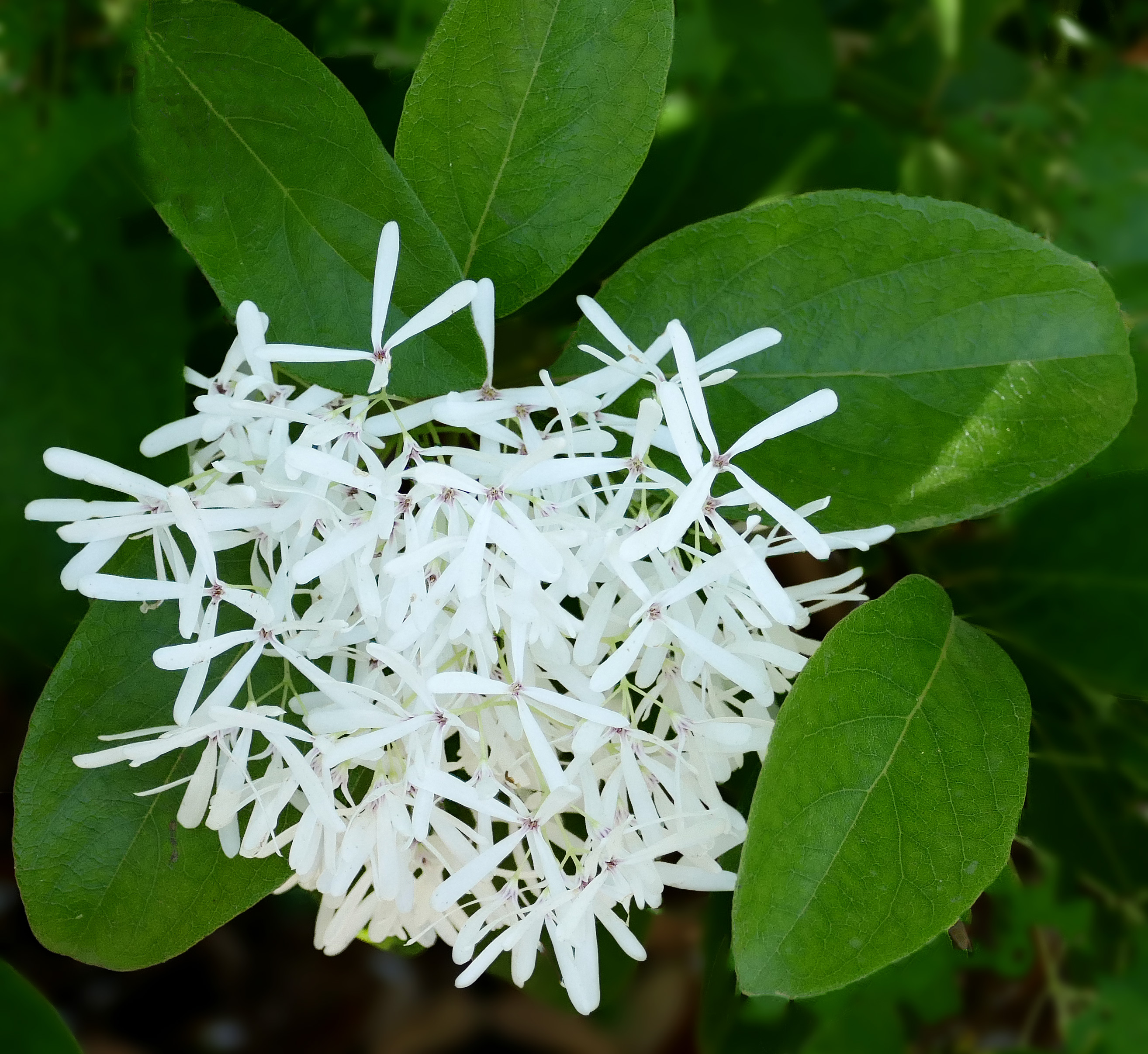 Chionanthus retusus
