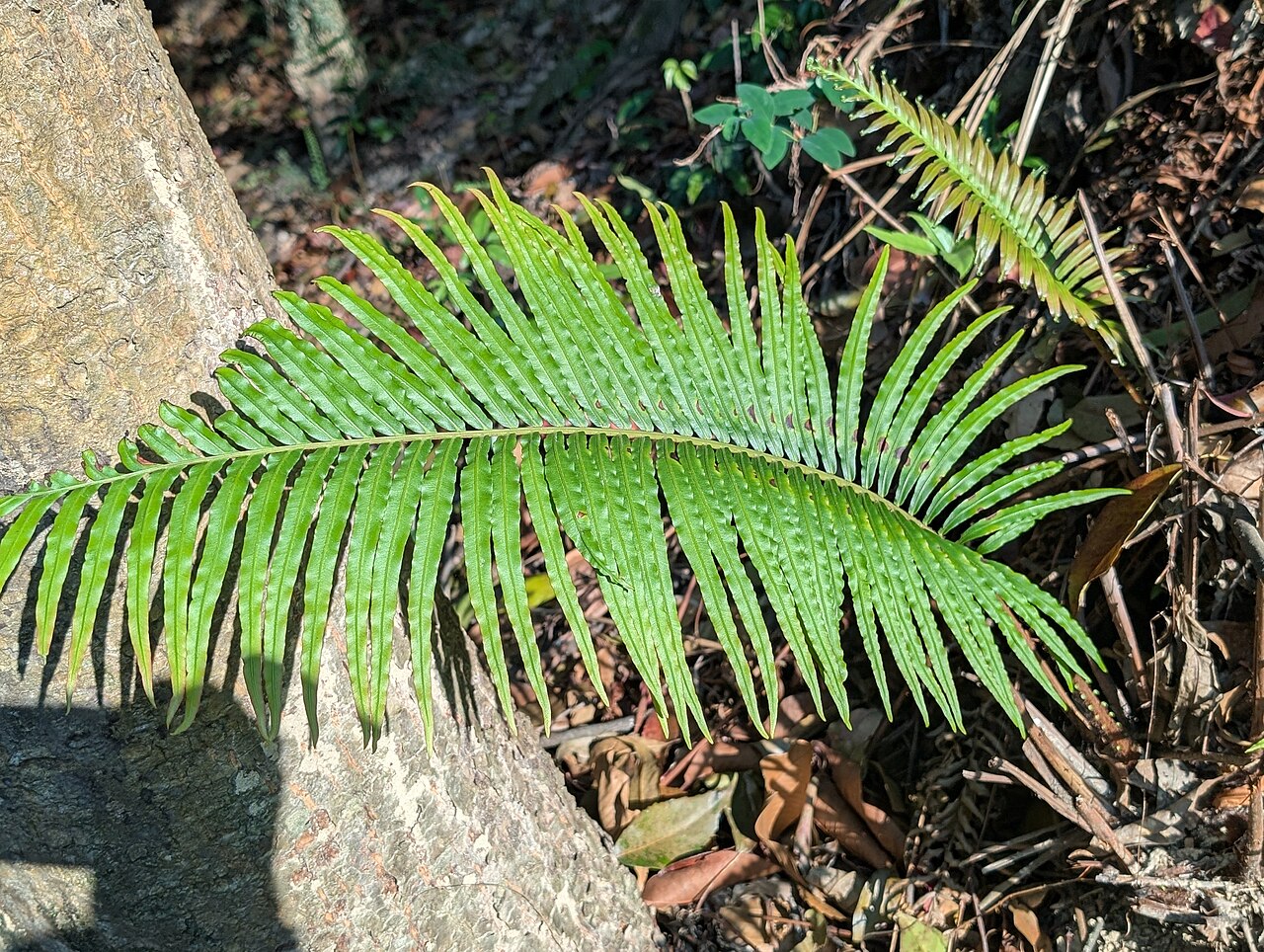 Blechnum orientale