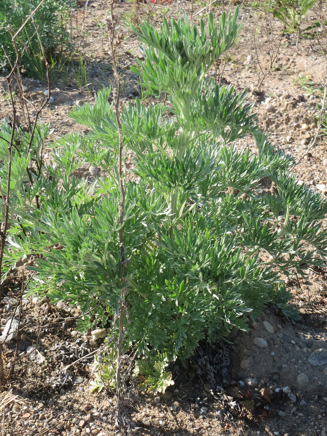 Artemisia absinthium