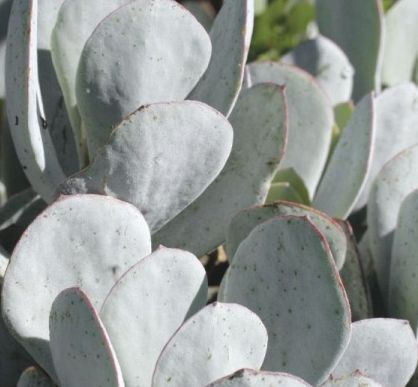 Cotyledon orbiculata Powdery White Samen
