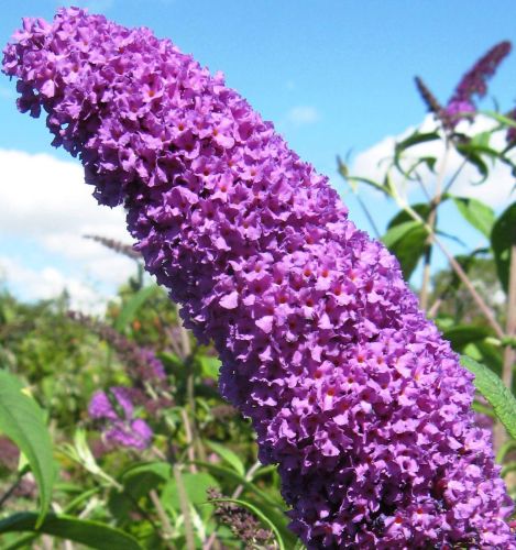 Buddleja davidii