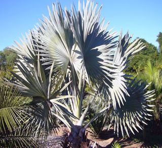 Bismarckia nobilis Silver