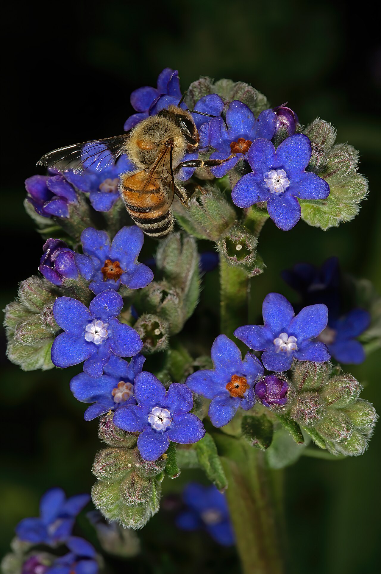 Anchusa capensis