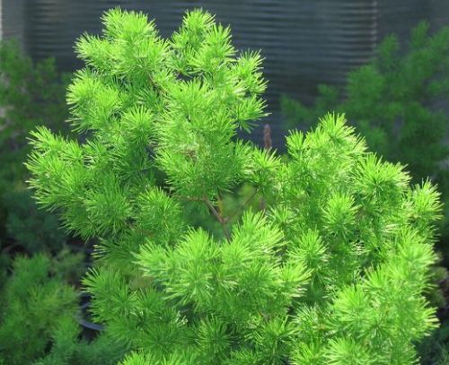 Asparagus retrofractus
