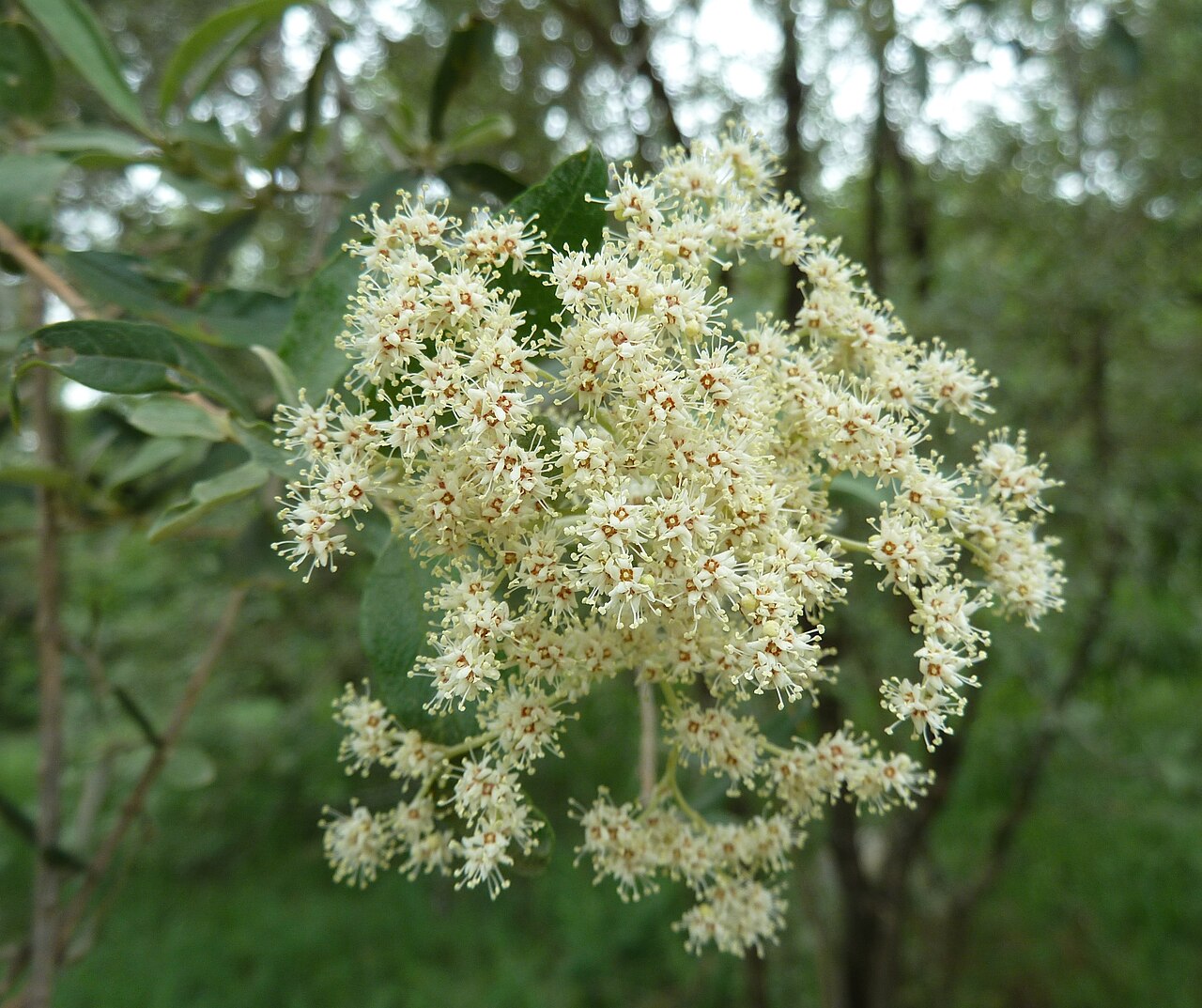 Buddleja saligna