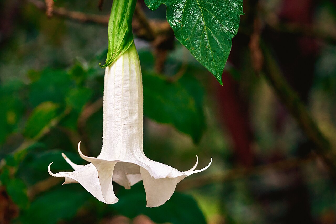 Brugmansia suaveolens White