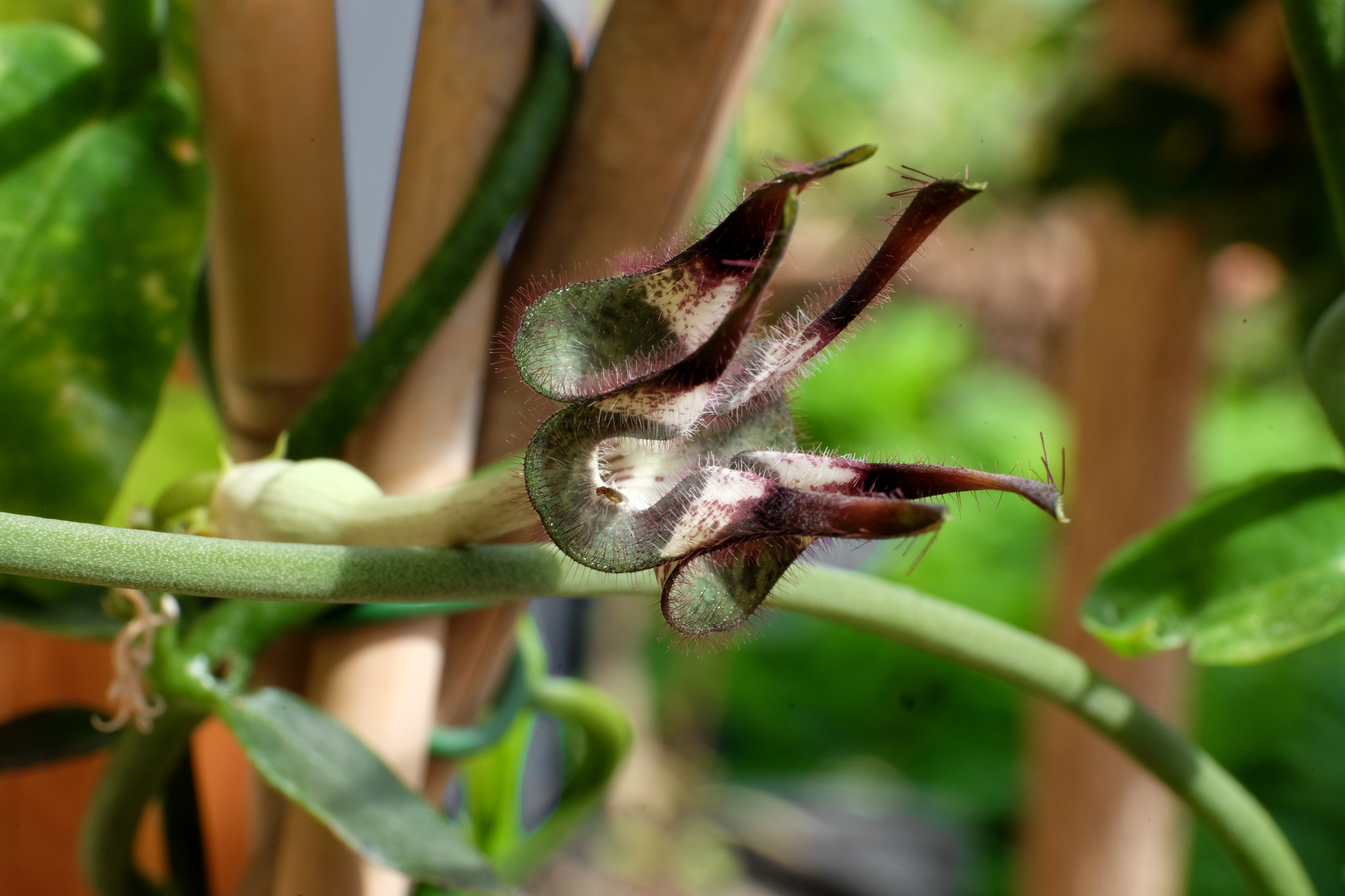 Ceropegia stapeliformis
