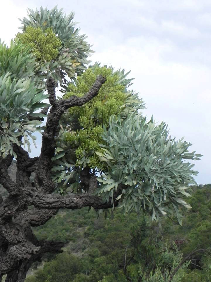 Cussonia paniculata