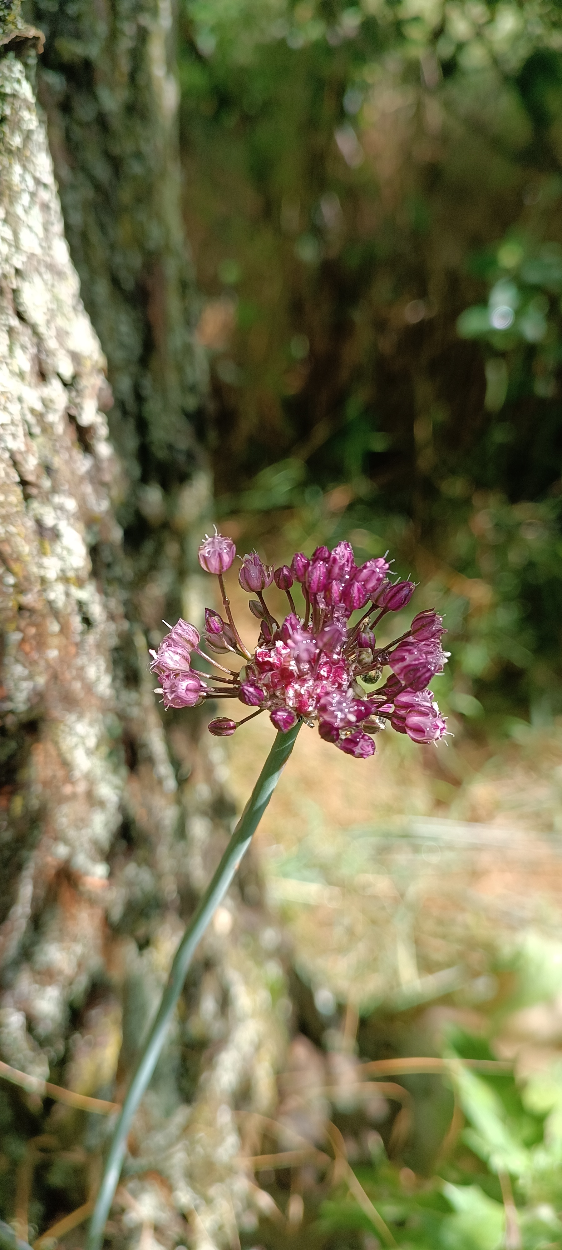 Allium cepa giant