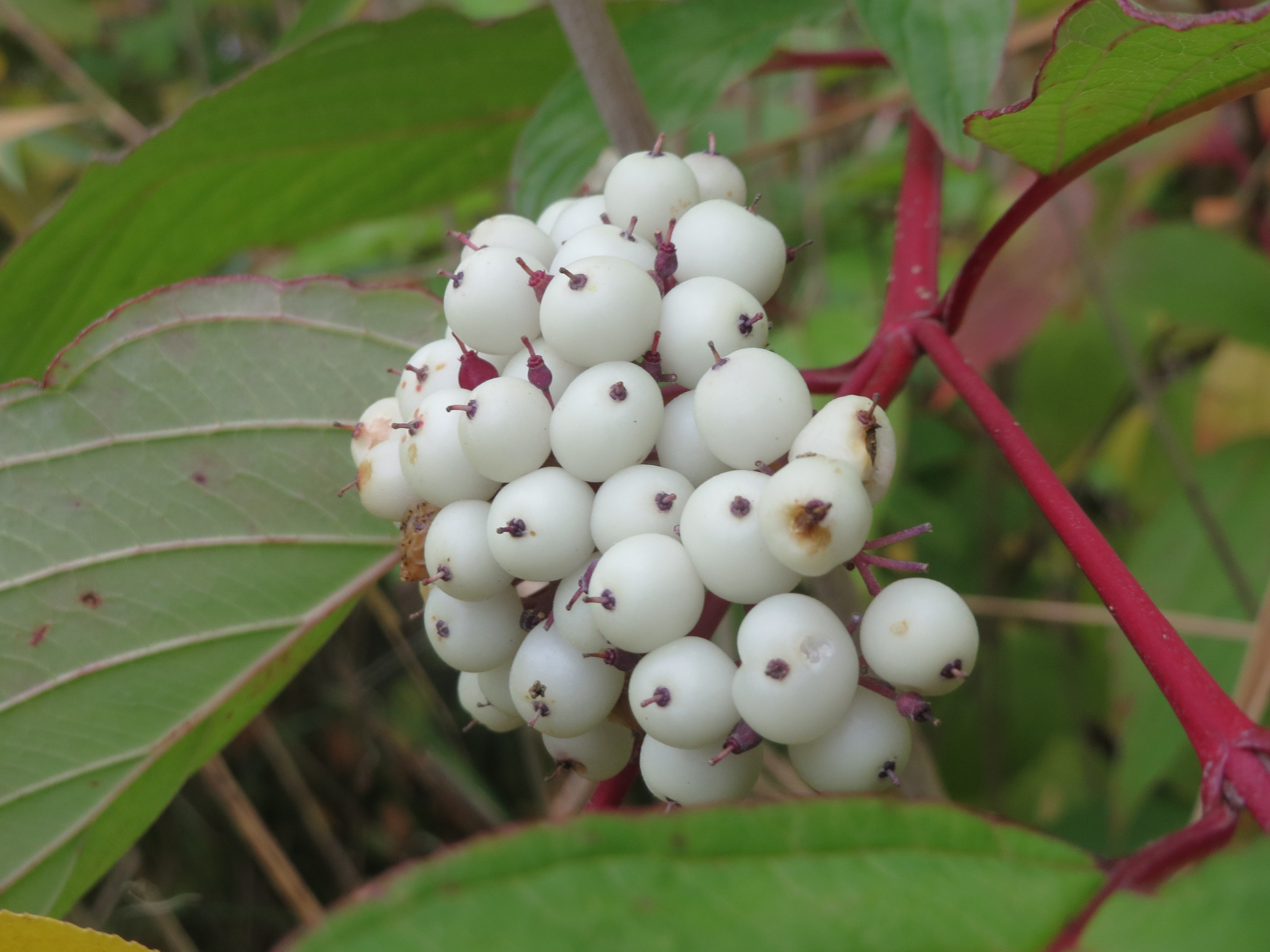 Cornus alba