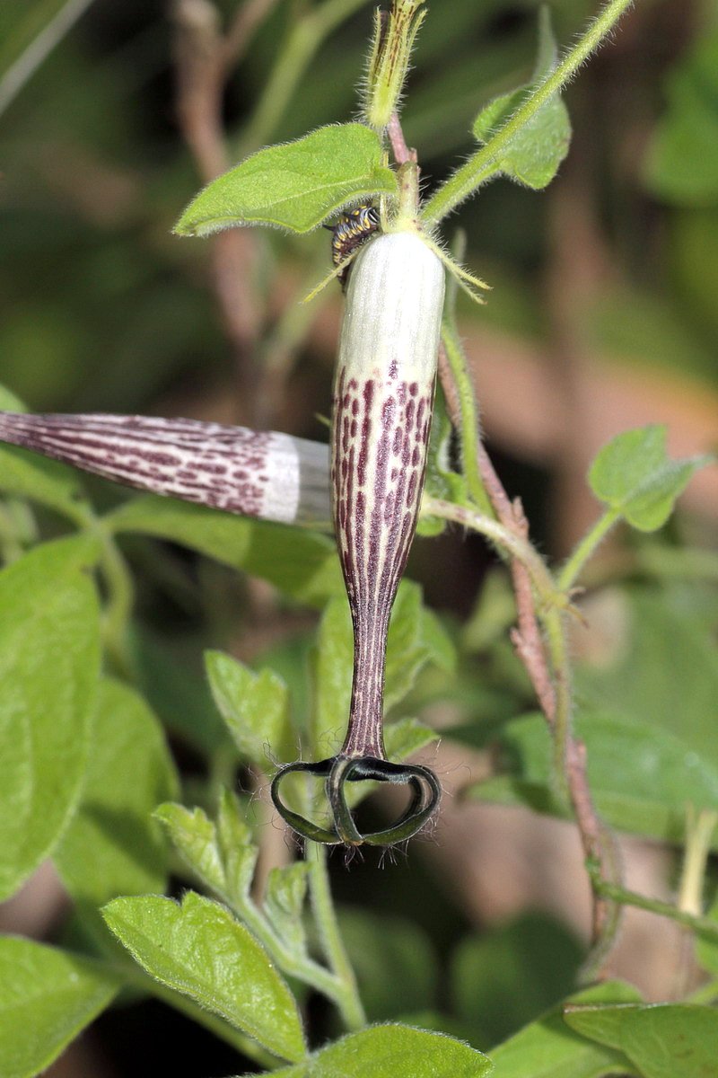 Ceropegia meyeri
