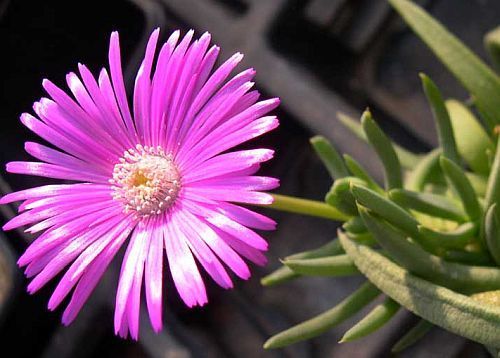 Cephalophyllum pulchrum, Semillas