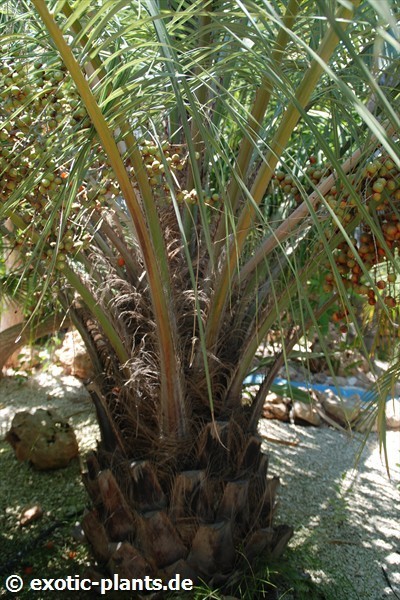 Butia capitata