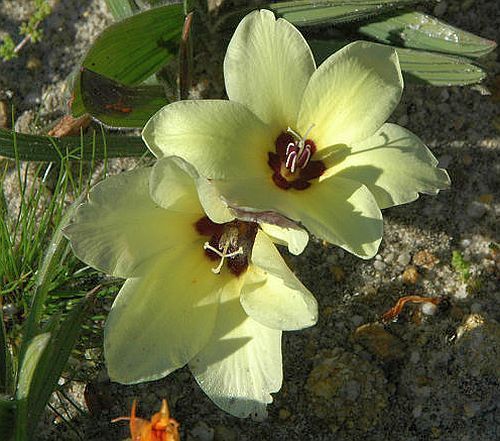 Babiana pygmaea