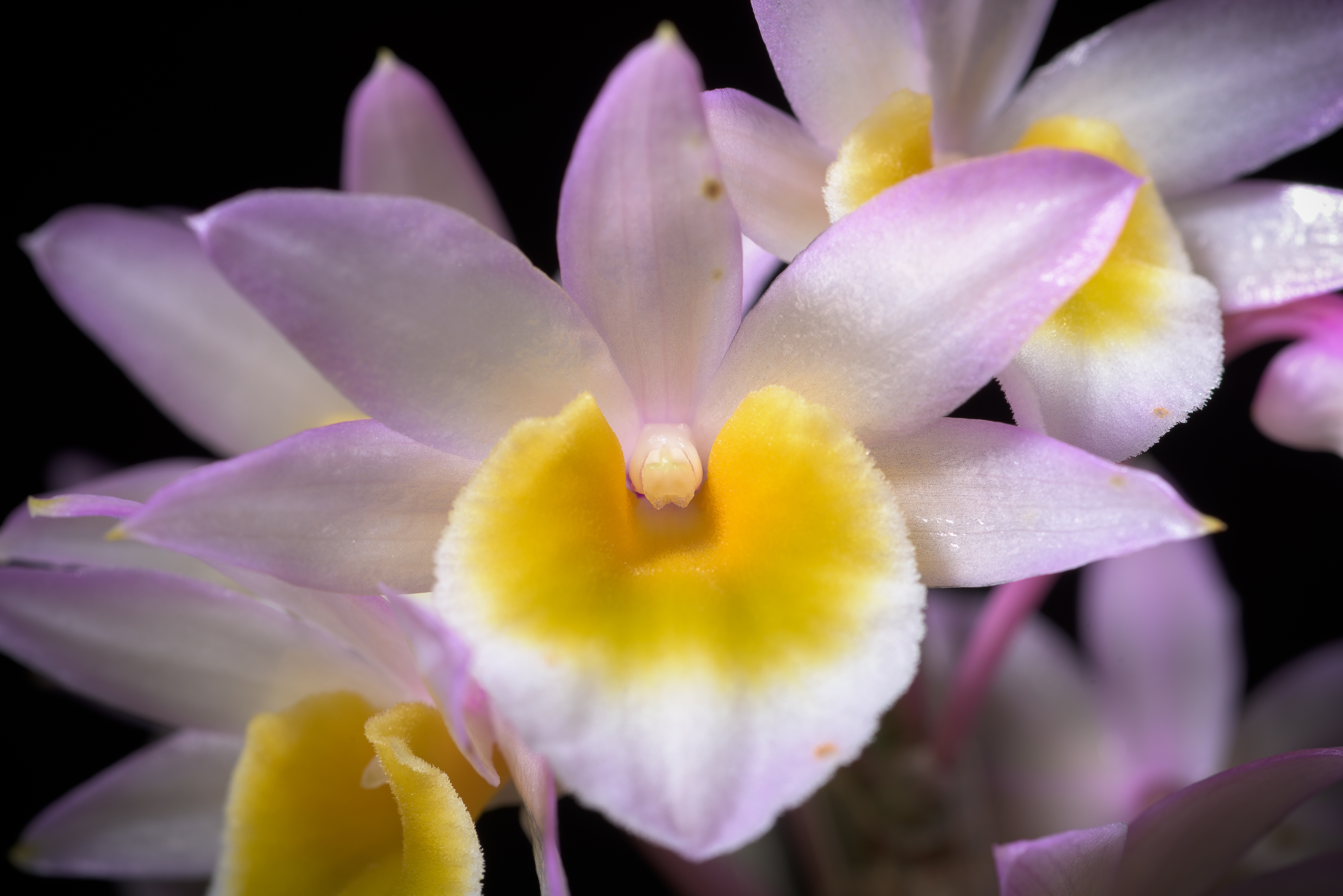 Dendrobium crepidatum