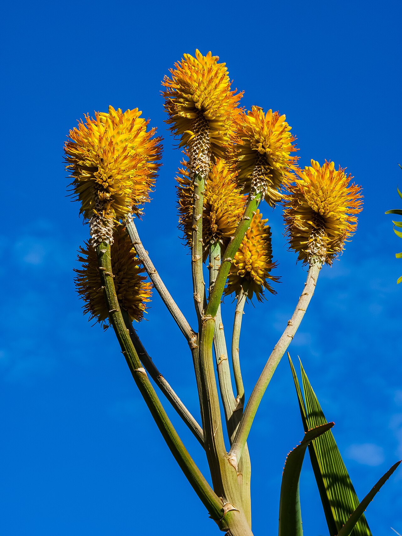 Aloe thraskii