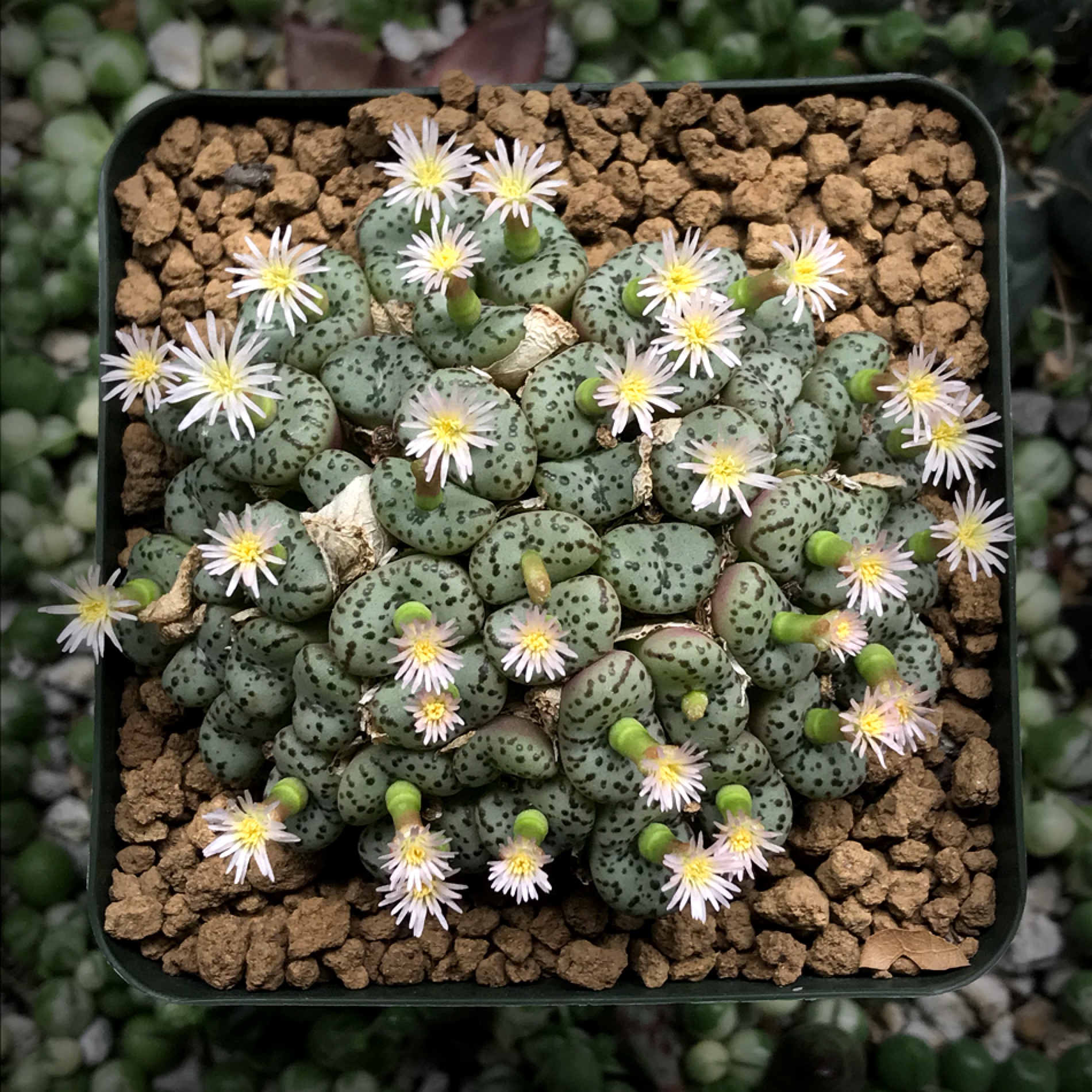 Conophytum obcordellum