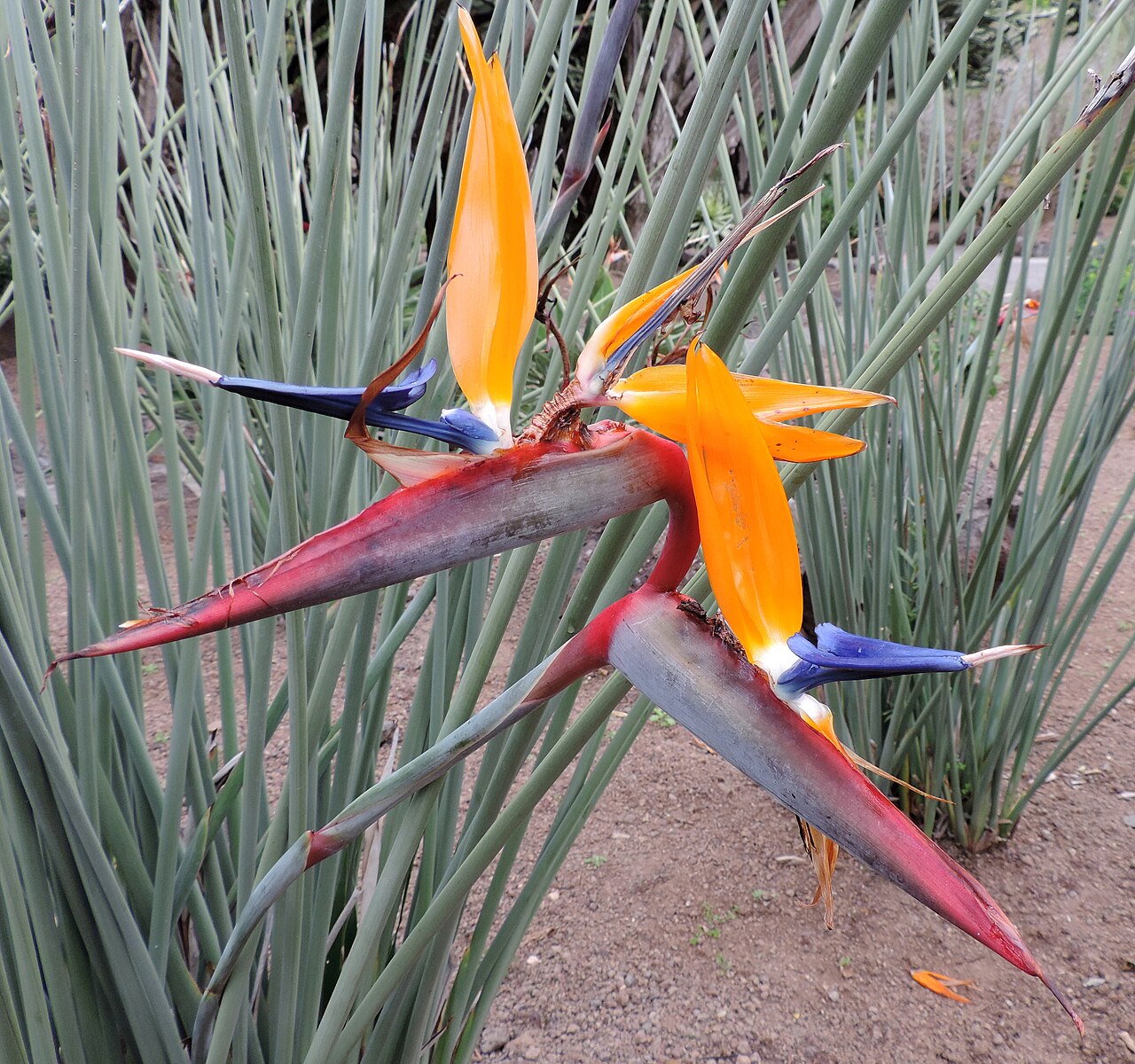 Strelitzia juncea