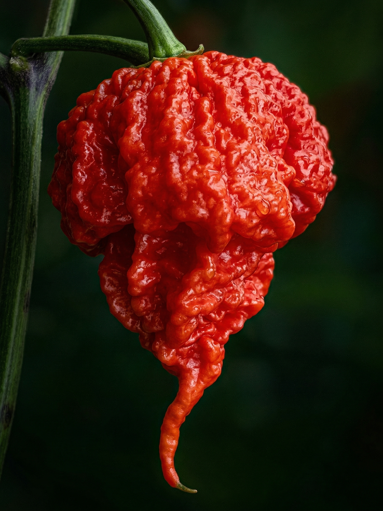 Chili Carolina Reaper
