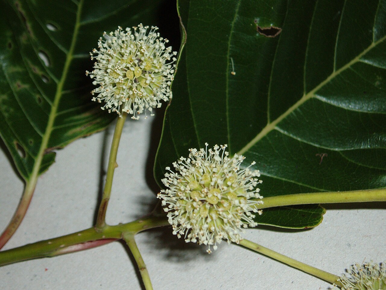 Camptotheca acuminata